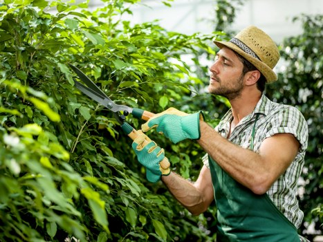 A man wearing a straw hat, light-colored short-sleeved shirt, and green gardening gloves is pruning dense green foliage with a pair of hedge shears in a well-maintained garden. The garden features a lush, neatly trimmed hedge in the foreground, with various shrubs and small trees visible behind it. The lawn area has dense, healthy grass, and the background includes a wooden fence and a row of taller trees, indicating a typical residential outdoor space in Finchley. The lighting suggests a bright, partly cloudy day. This scene reflects professional garden maintenance activities that are likely supported by local landscaping services, such as those offered by Landscapers Finchley, focused on retaining the natural, vibrant appearance of the outdoor area while ensuring the garden's structure and health are maintained.